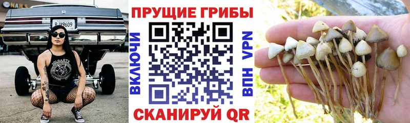 Галлюциногенные грибы GOLDEN TEACHER  Углич 